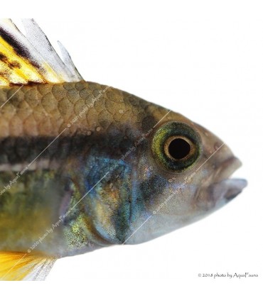 Apistogramma cacatuoides - Kakadu törpesügér