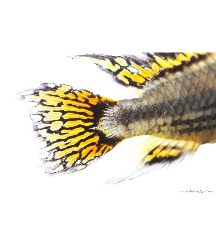Apistogramma cacatuoides - Kakadu törpesügér