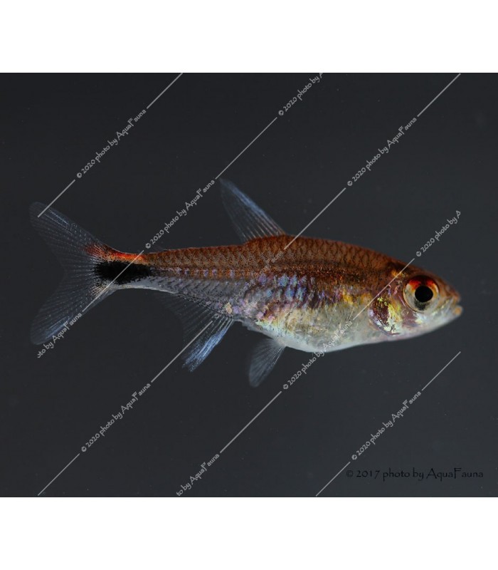 Axelrodia riesei - Rubin tetra