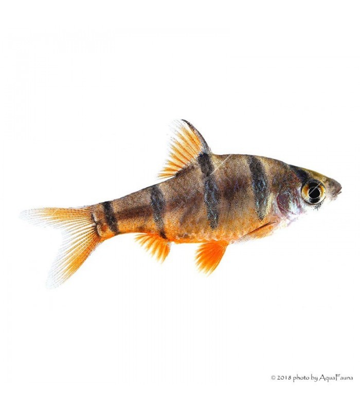 Desmopuntius pentazona - Ötcsíkos márna