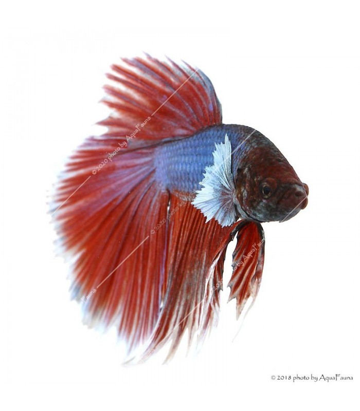 Betta splendens - Sziámi harcoshal Elephant ear