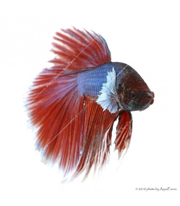 Betta splendens - Sziámi harcoshal Elephant ear