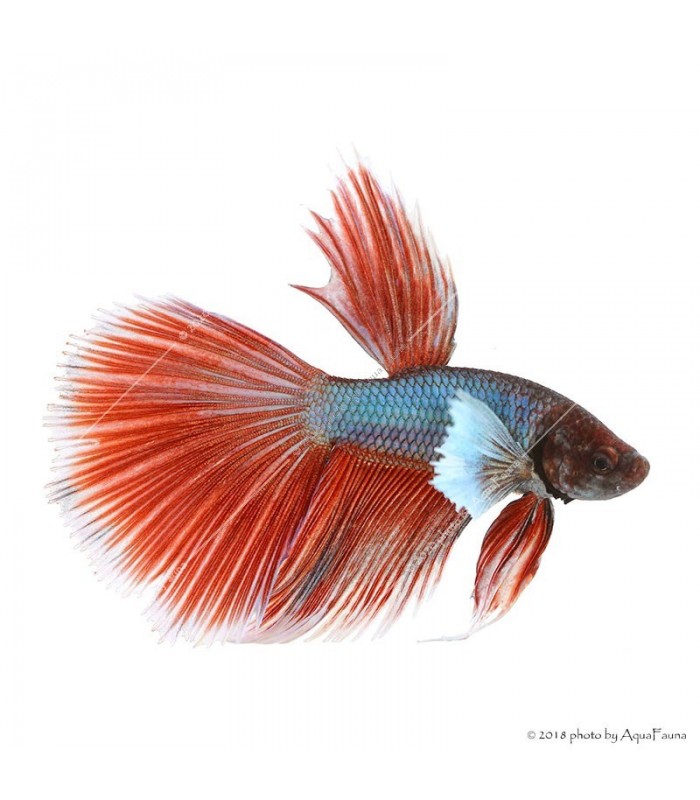 Betta splendens - Sziámi harcoshal Elephant ear