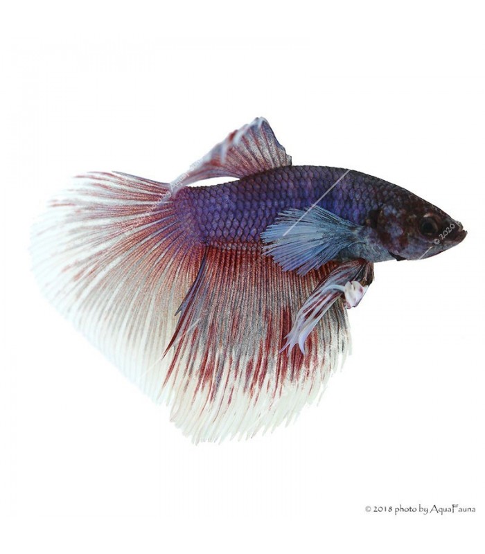 Betta splendens - Sziámi harcoshal Elephant ear