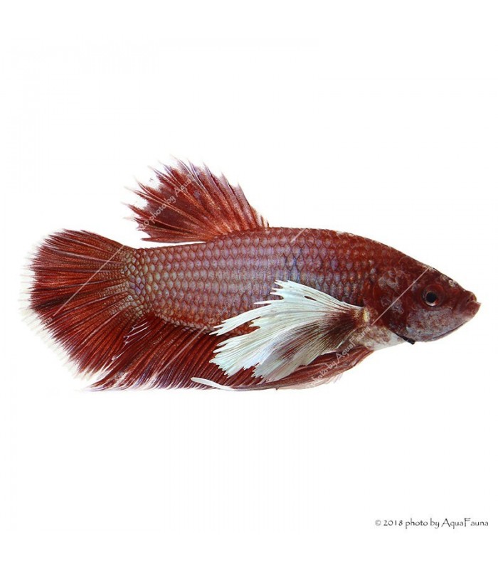 Betta splendens - Sziámi harcoshal Elephant ear