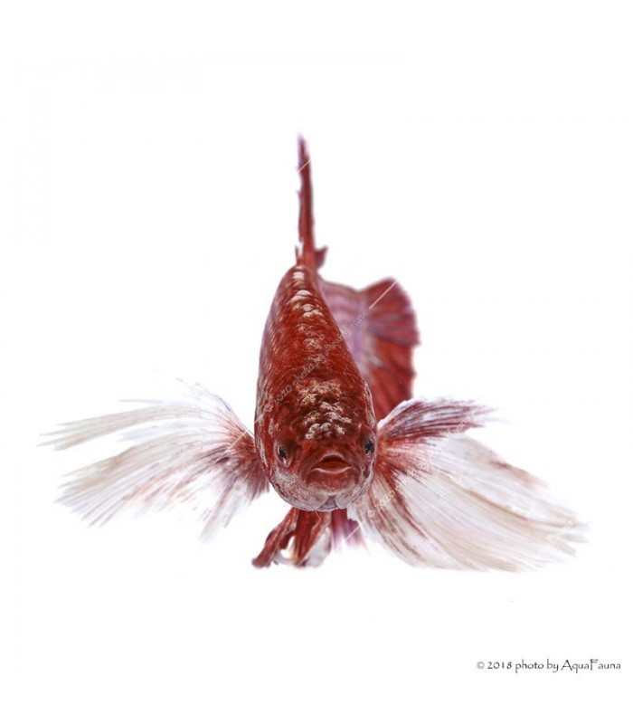 Betta splendens - Sziámi harcoshal Elephant ear