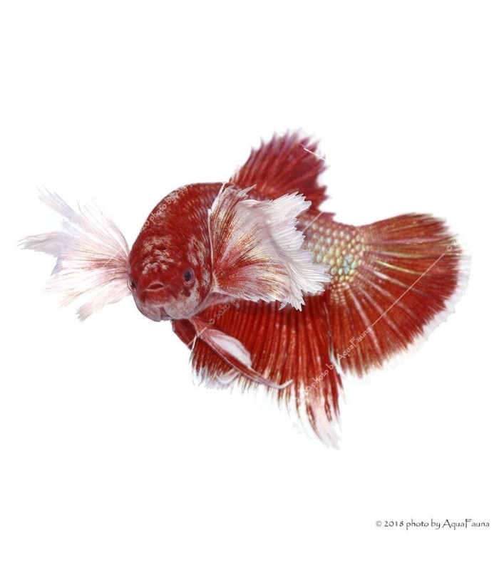 Betta splendens - Sziámi harcoshal Elephant ear