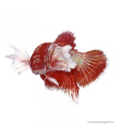 Betta splendens - Sziámi harcoshal Elephant ear