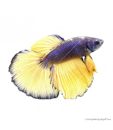 Betta splendens - Sziámi harcoshal Halfmoon