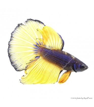 Betta splendens - Sziámi harcoshal Halfmoon