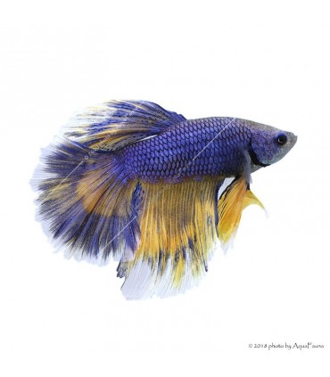 Betta splendens - Sziámi harcoshal Halfmoon
