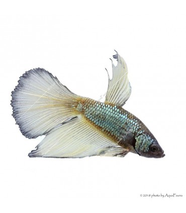 Betta splendens - Sziámi harcoshal Halfmoon