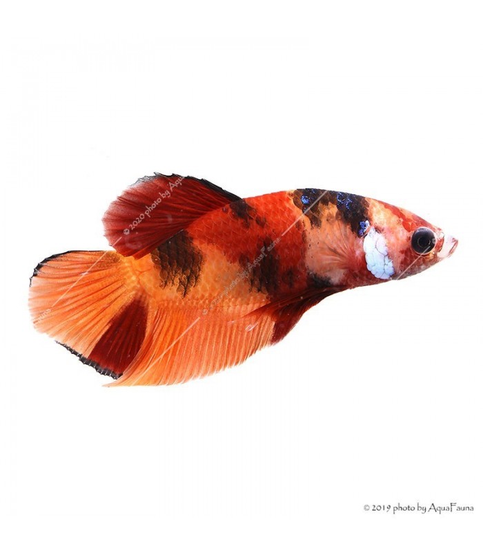 Betta splendens - Sziámi harcoshal Nemo