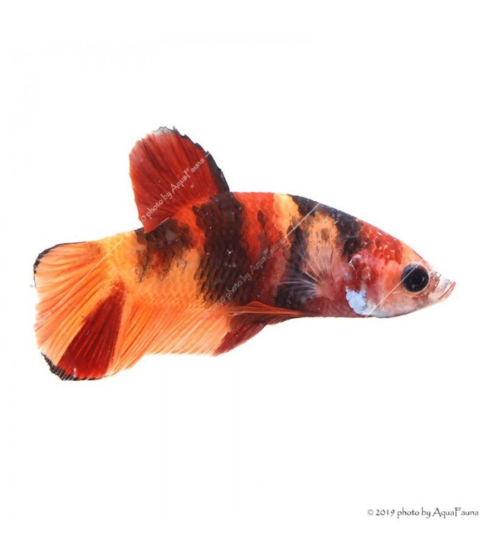 Betta splendens - Sziámi harcoshal Nemo