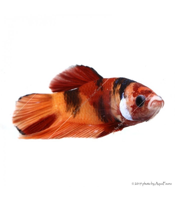 Betta splendens - Sziámi harcoshal Nemo