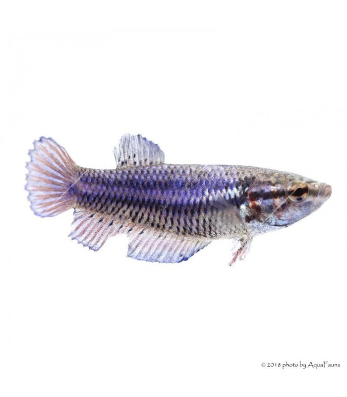 Betta splendens - Sziámi harcoshal (nőstény)