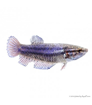 Betta splendens - Sziámi harcoshal (nőstény)