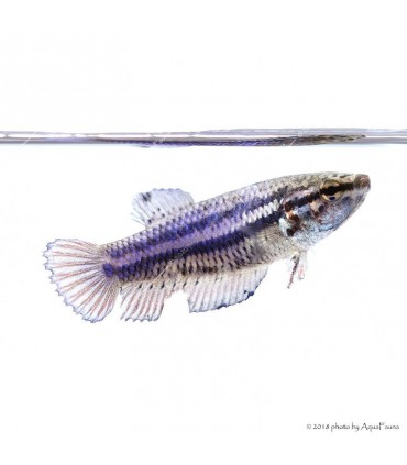 Betta splendens - Sziámi harcoshal (nőstény)