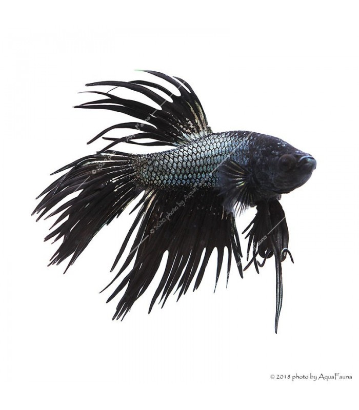 Betta splendens - Sziámi harcoshal Koronás (hím)