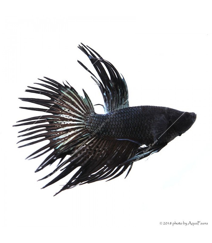Betta splendens - Sziámi harcoshal Koronás (hím)