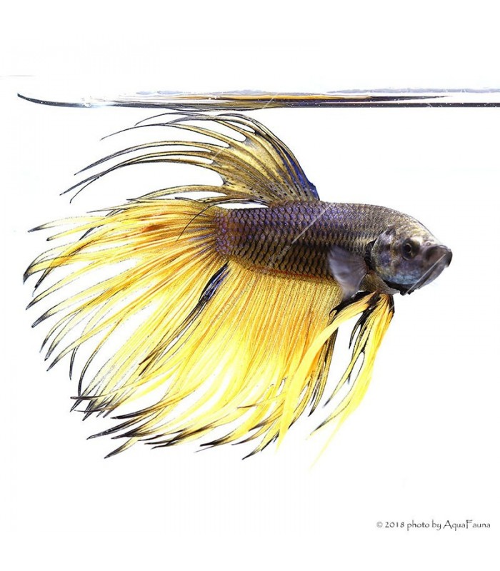 Betta splendens - Sziámi harcoshal Koronás (hím)