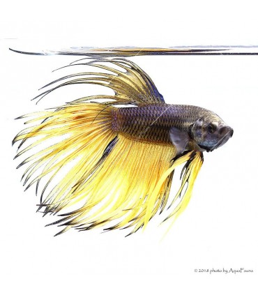 Betta splendens - Sziámi harcoshal Koronás (hím)