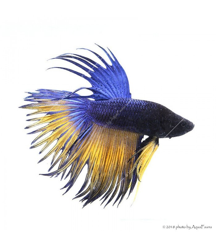 Betta splendens - Sziámi harcoshal Koronás (hím)