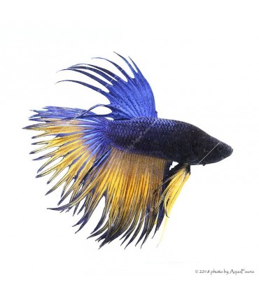 Betta splendens - Sziámi harcoshal Koronás (hím)