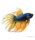 Betta splendens - Sziámi harcoshal Koronás (hím)