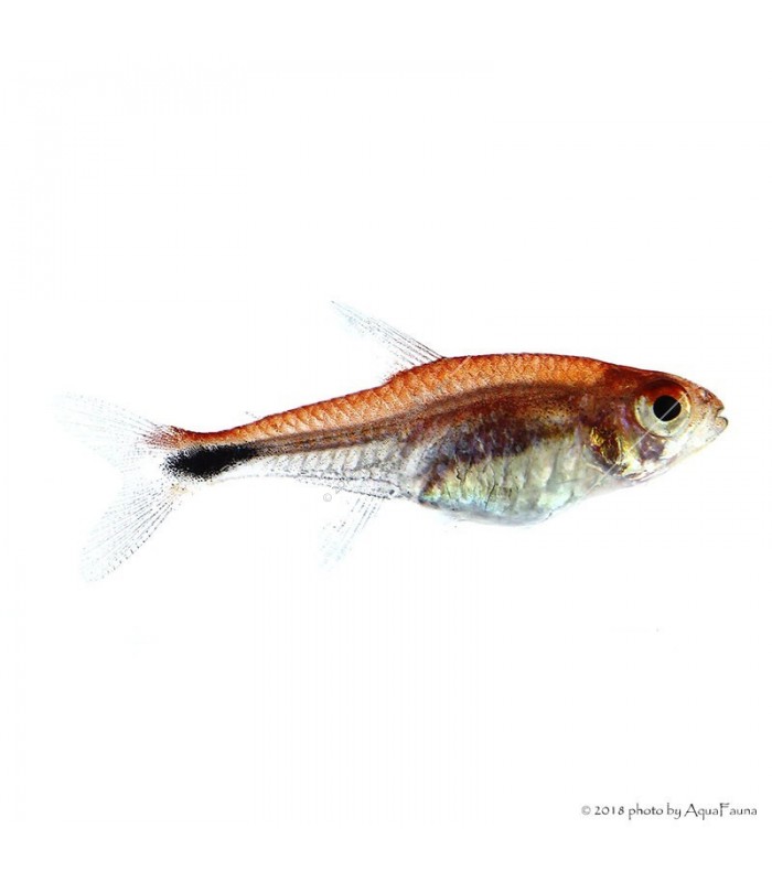 Axelrodia riesei - Rubin tetra