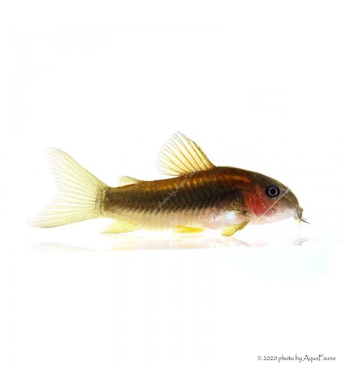 Corydoras aeneus (CW010 Peru) Gold stripe - Laser cory