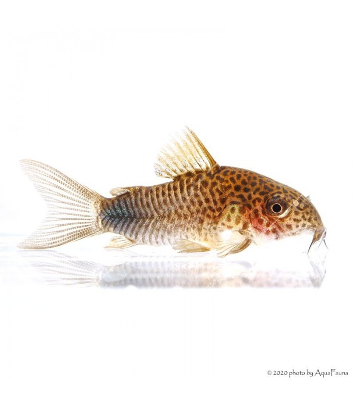 Corydoras similis