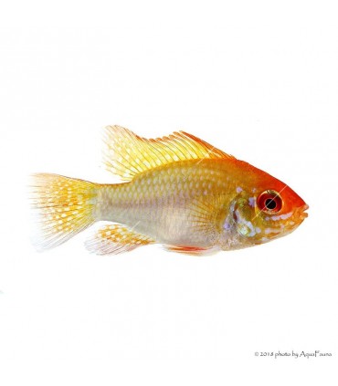 Mikrogeophagus ramirezi - Arany pillangó tarkasügér
