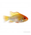 Mikrogeophagus ramirezi - Arany pillangó tarkasügér