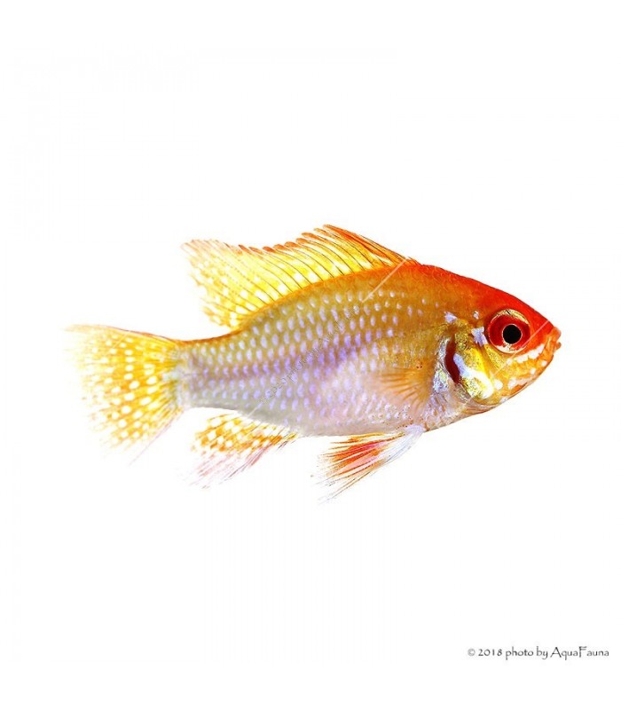 Mikrogeophagus ramirezi - Arany pillangó tarkasügér
