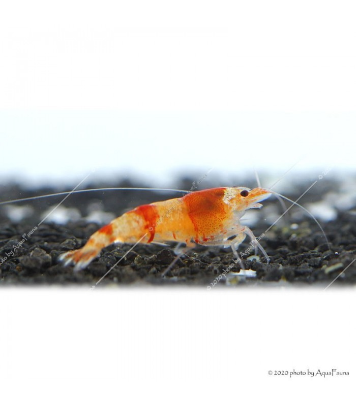 Caridina cf. cantonensis - Red Crystal garnéla - CRS