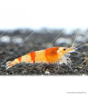 Caridina cf. cantonensis - Red Crystal garnéla - CRS