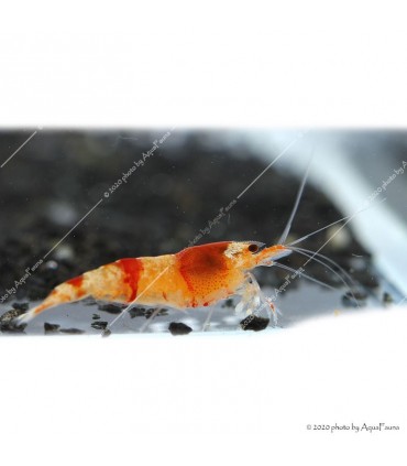 Caridina cf. cantonensis - Red Crystal garnéla - CRS