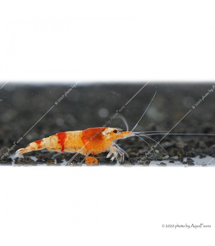 Caridina cf. cantonensis - Red Crystal garnéla - CRS