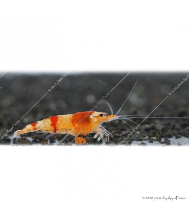 Caridina cf. cantonensis - Red Crystal garnéla - CRS
