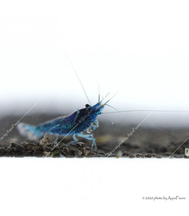 Neocaridina davidi (heteropoda) var. Blue dream - Blue dream garnéla