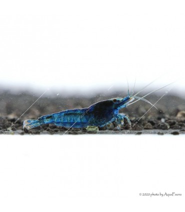 Neocaridina davidi (heteropoda) var. Blue dream - Blue dream garnéla