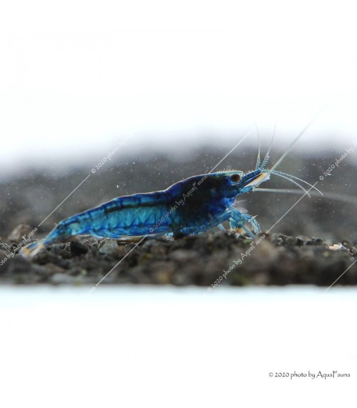 Neocaridina davidi (heteropoda) var. Blue dream - Blue dream garnéla