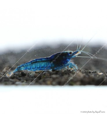 Neocaridina davidi (heteropoda) var. Blue dream - Blue dream garnéla