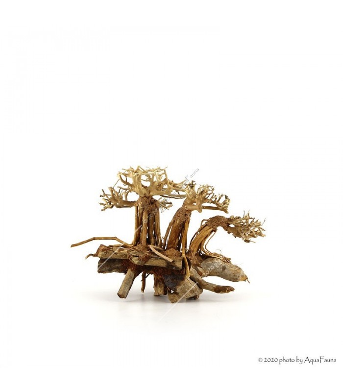 Bonsai Layout Family dekorfa - 20x15x15 cm