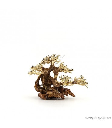 Bonsai Wood S dekorfa - 23x17x10 cm