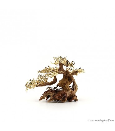 Bonsai Wood S dekorfa - 23x17x10 cm