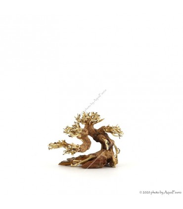 Bonsai Wood SSS dekorfa - 12x10x8 cm