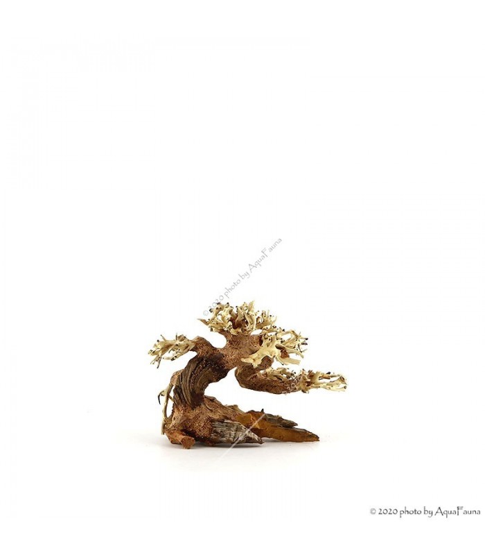 Bonsai Wood SSS dekorfa - 12x10x8 cm