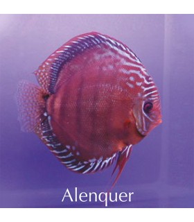 Stendker diszkoszhal - Symphysodon - Alenquer Red - 6,5 cm